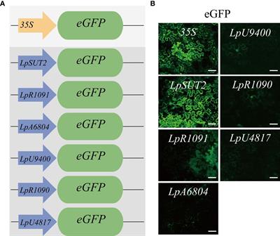 An endogenous promoter LpSUT2 discovered in duckweed: a promising transgenic tool for plants